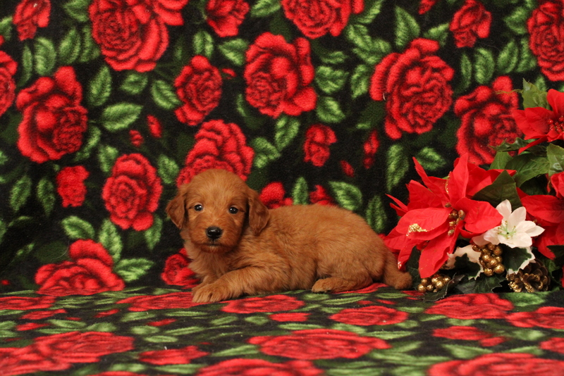 puppy, for, sale, Mini Goldendoodle F1, Matthew B. Stoltzfus, dog, breeder, Gap, PA, dog-breeder, puppy-for-sale, forsale, nearby, find, puppyfind, locator, puppylocator, aca